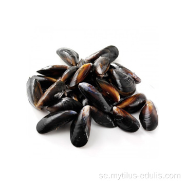 smaskigt fryst halvskal mytilus edulis musslor kött med lägre pris